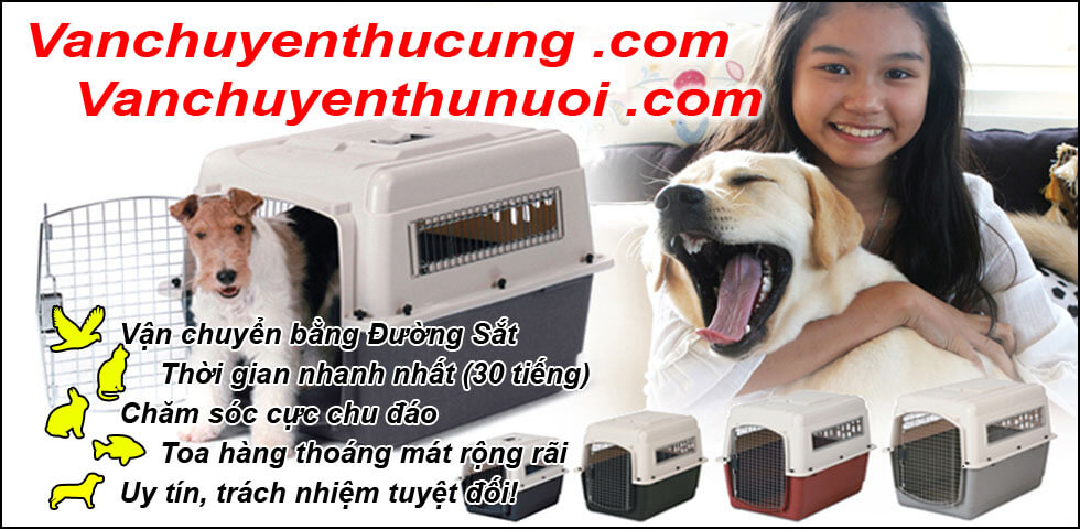 Vận chuyển chó mèo thú cưng tàu nhanh Mr Sơn