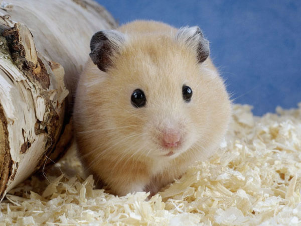 chuột hamster, nhím cảnh